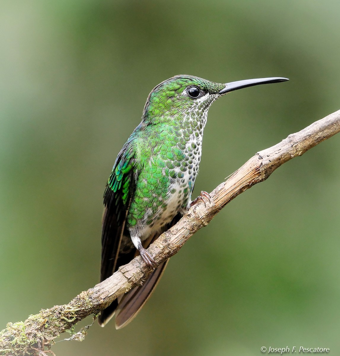 Green-crowned Brilliant - ML143185511
