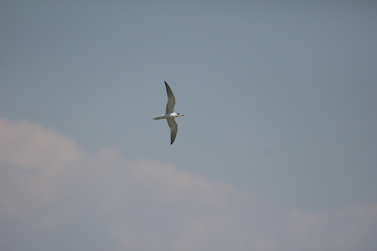 Common Tern - Noel  Hohenthal