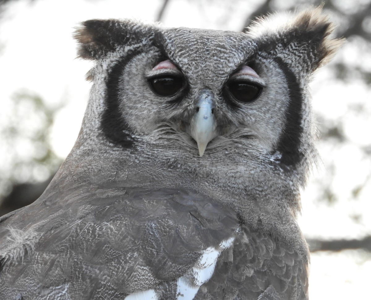 Verreaux's Eagle-Owl - Stephen Davis