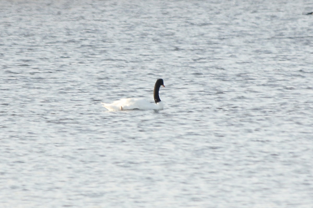 Black-necked Swan - Jan Roedolf