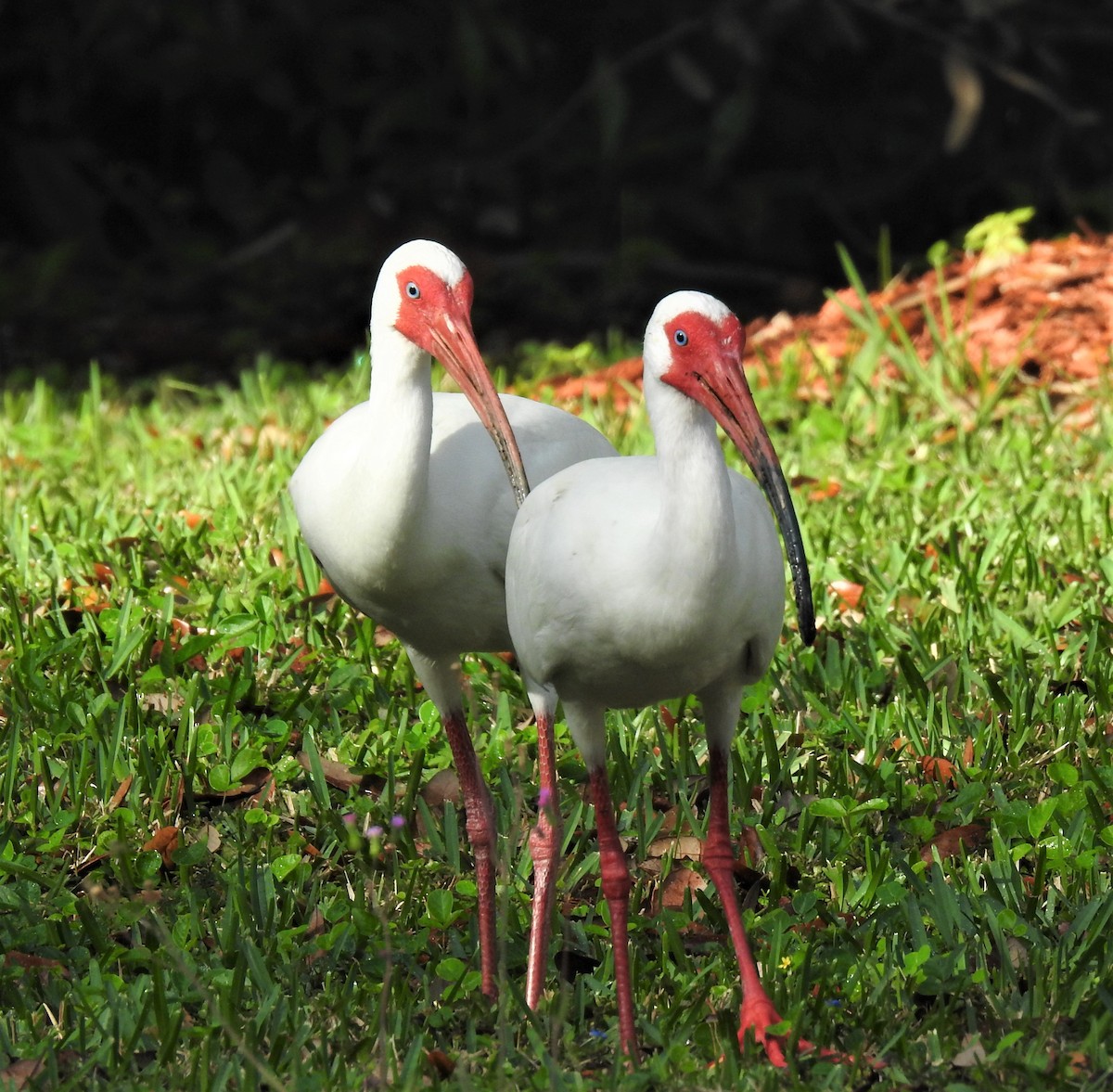 White Ibis - david gabay