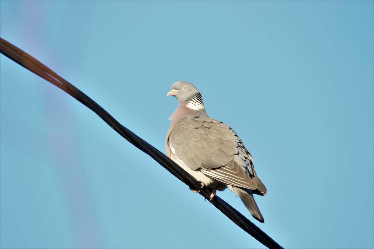 Common Wood-Pigeon - ML143194061