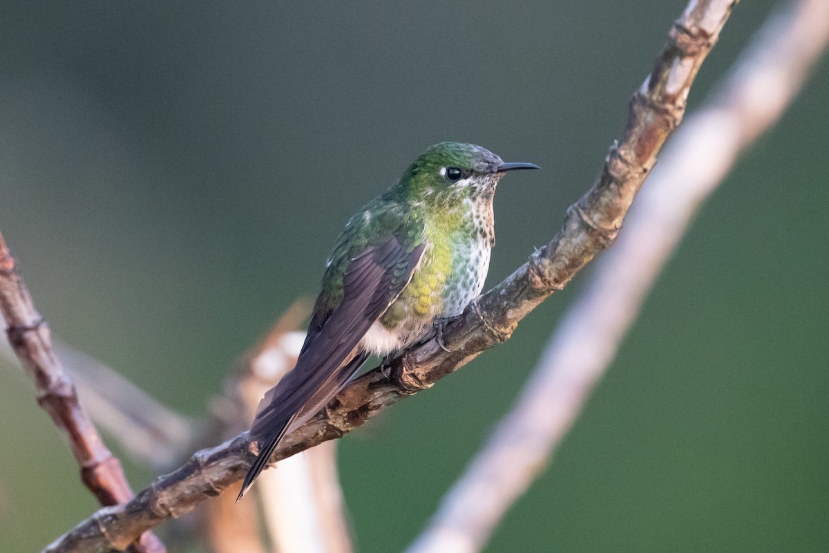 Black-backed Thornbill - Cory Gregory
