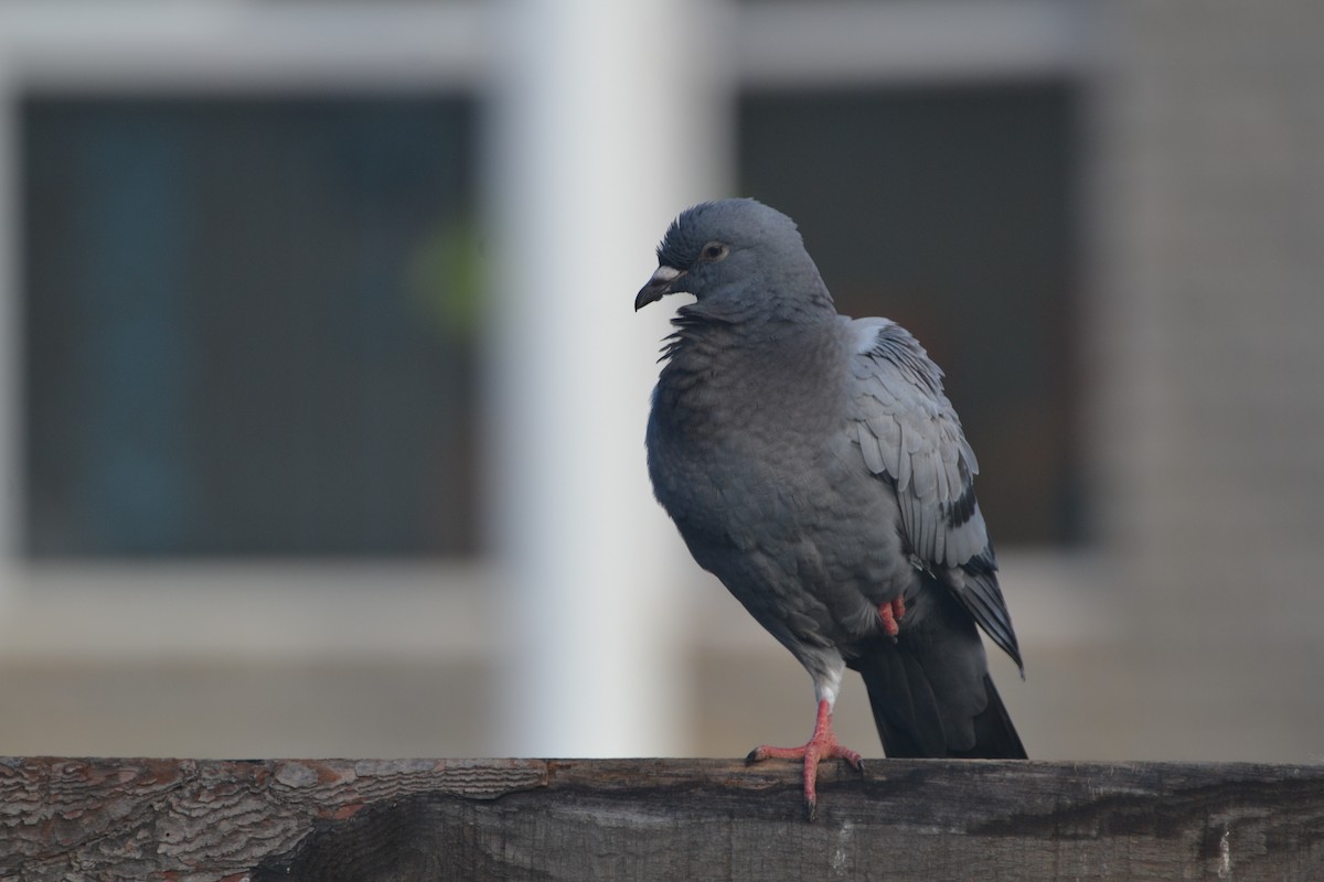Rock Pigeon (Feral Pigeon) - Carl-Daniel Steyn