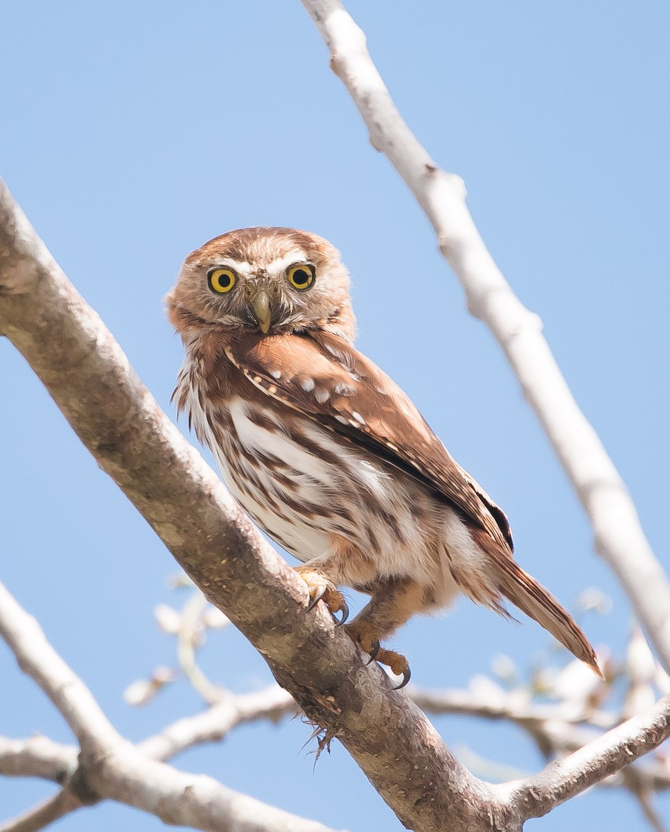 Ferruginous Pygmy-Owl - Isaias Morataya