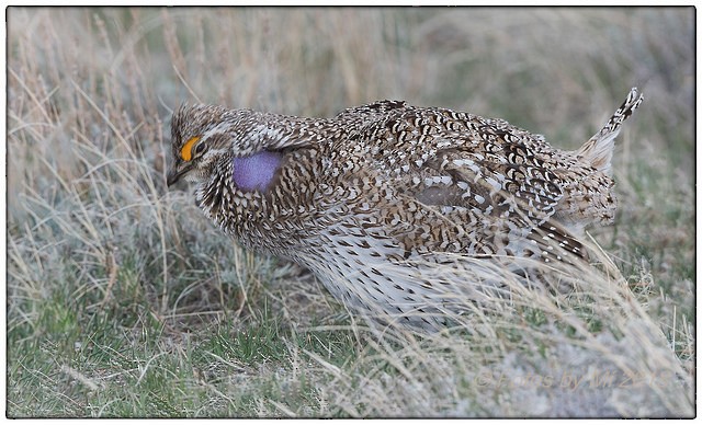 Sharp-tailed Grouse - Miguel Acosta