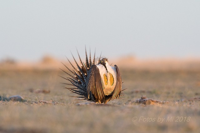 Greater Sage-Grouse - ML143201081