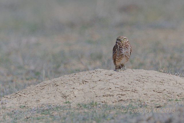 Burrowing Owl - ML143201281
