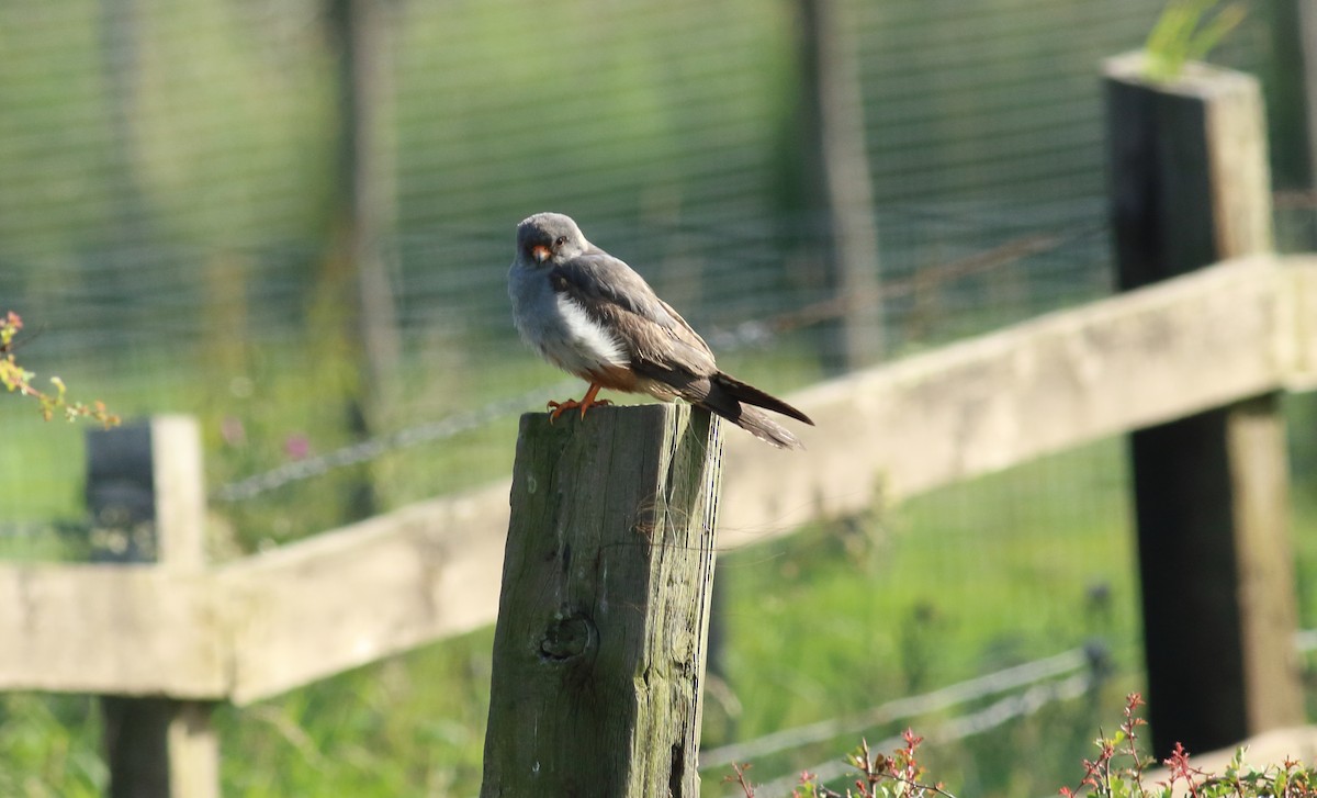 Red-footed Falcon - ML143203171