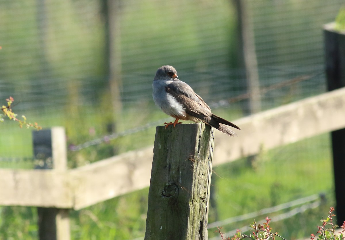 Red-footed Falcon - ML143203251