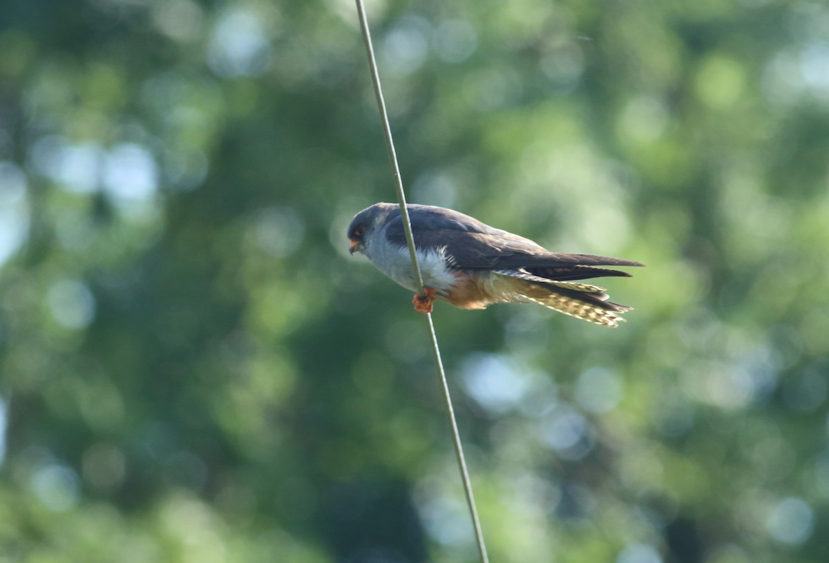 Red-footed Falcon - ML143203281