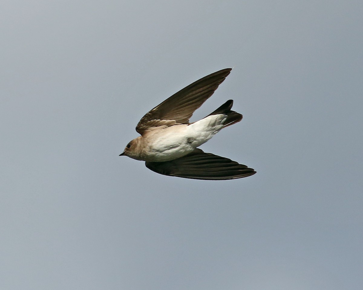 Northern Rough-winged Swallow - Marceline VandeWater