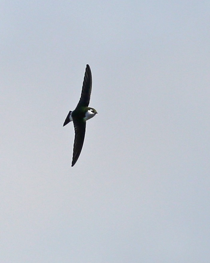 Violet-green Swallow - Marceline VandeWater