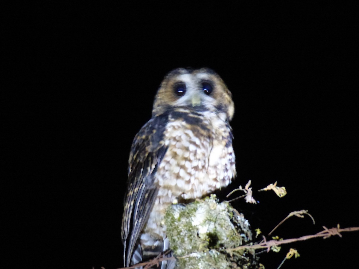 Rufous-banded Owl - ML143204231