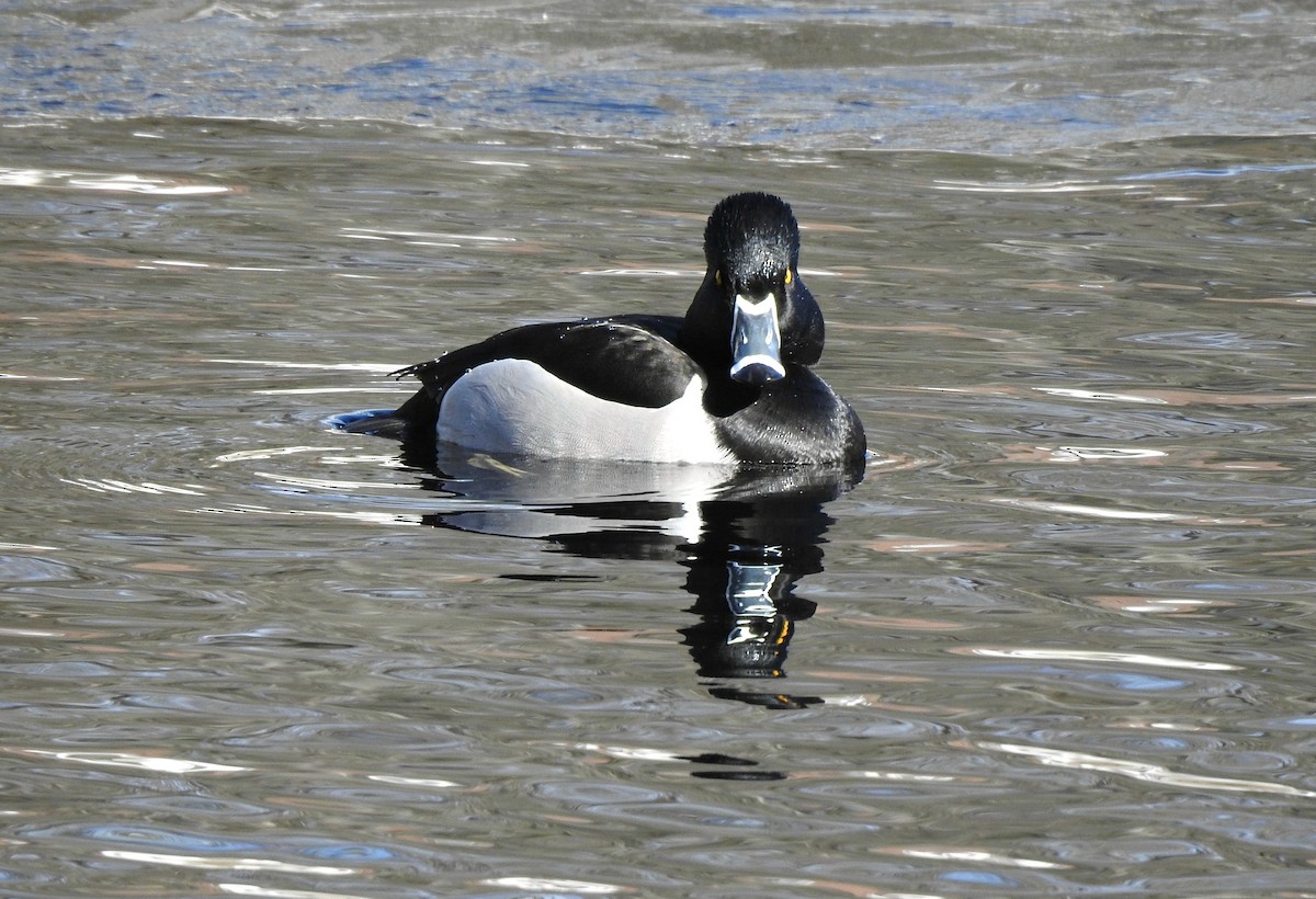 Ring-necked Duck - Mary Alley
