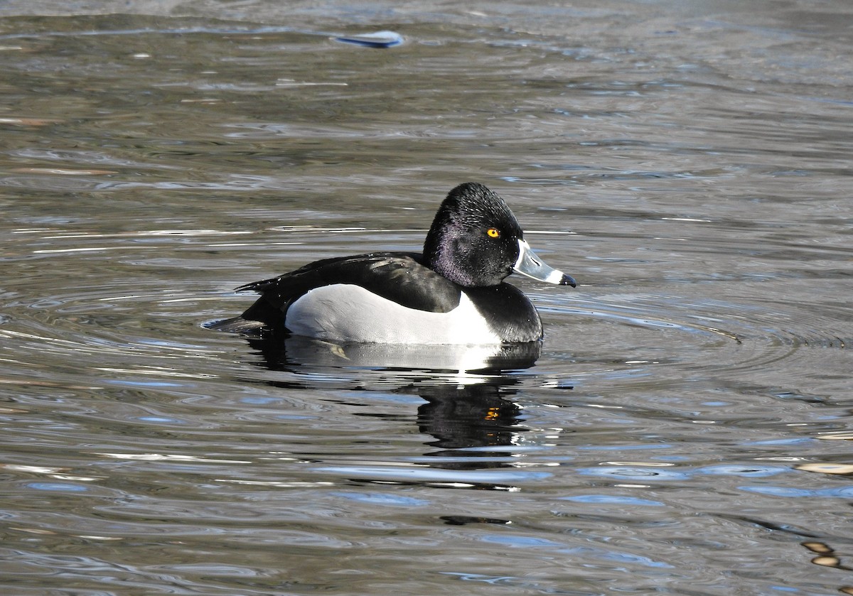 Ring-necked Duck - ML143204691