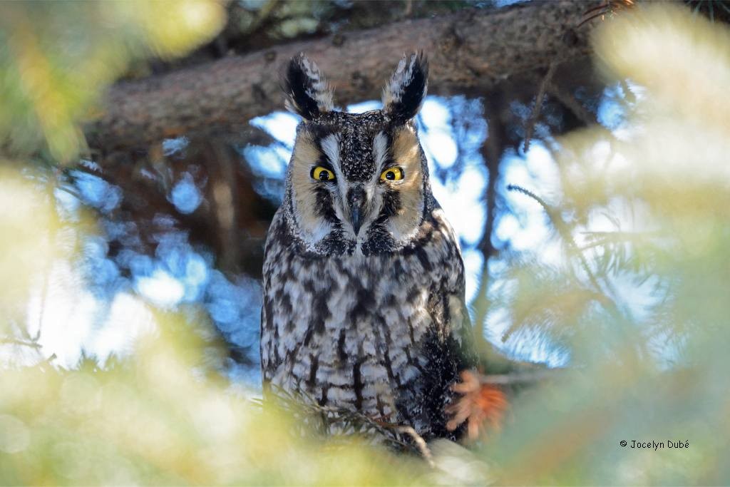 Long-eared Owl - Jocelyn Dubé
