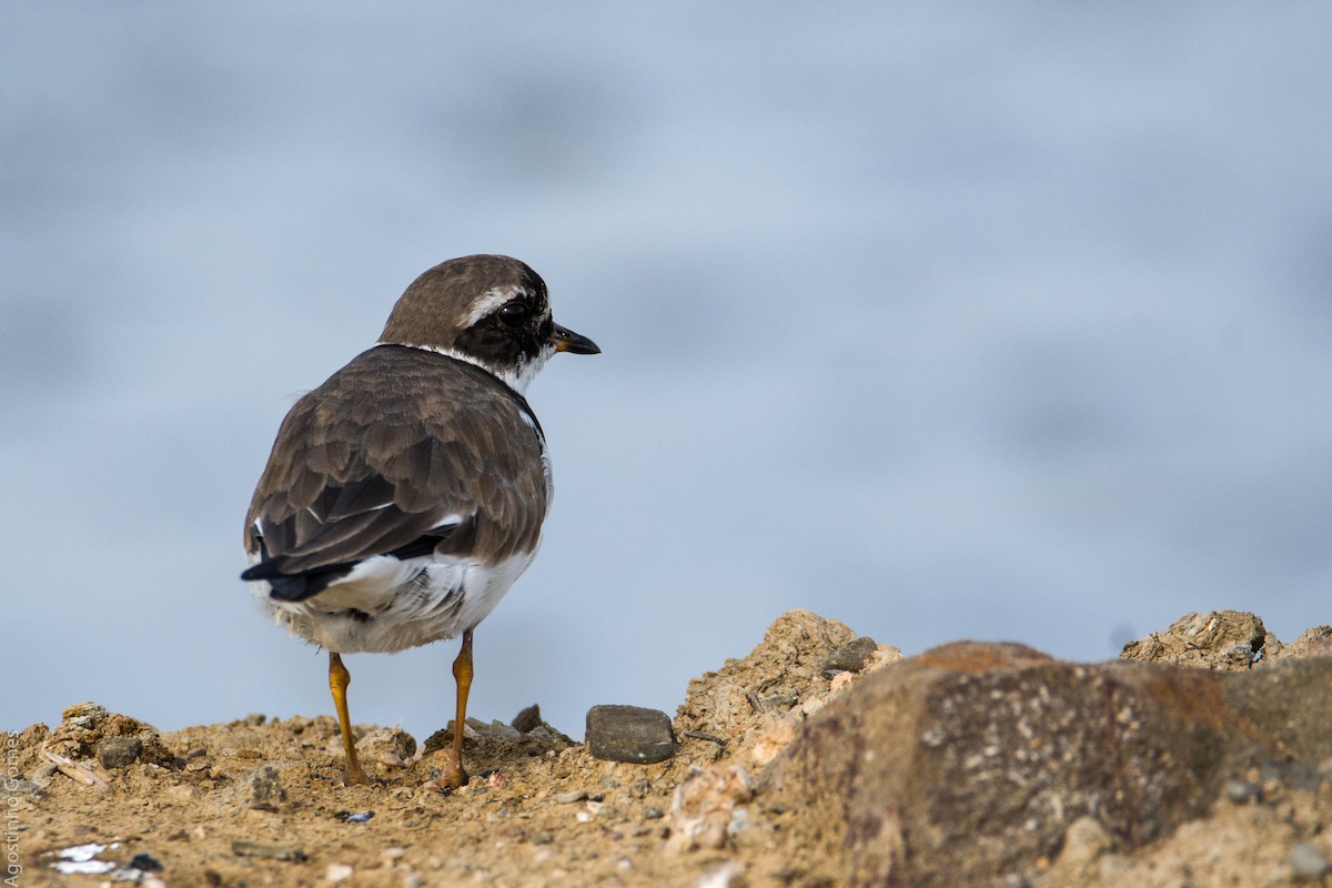 Common Ringed Plover - ML143209501