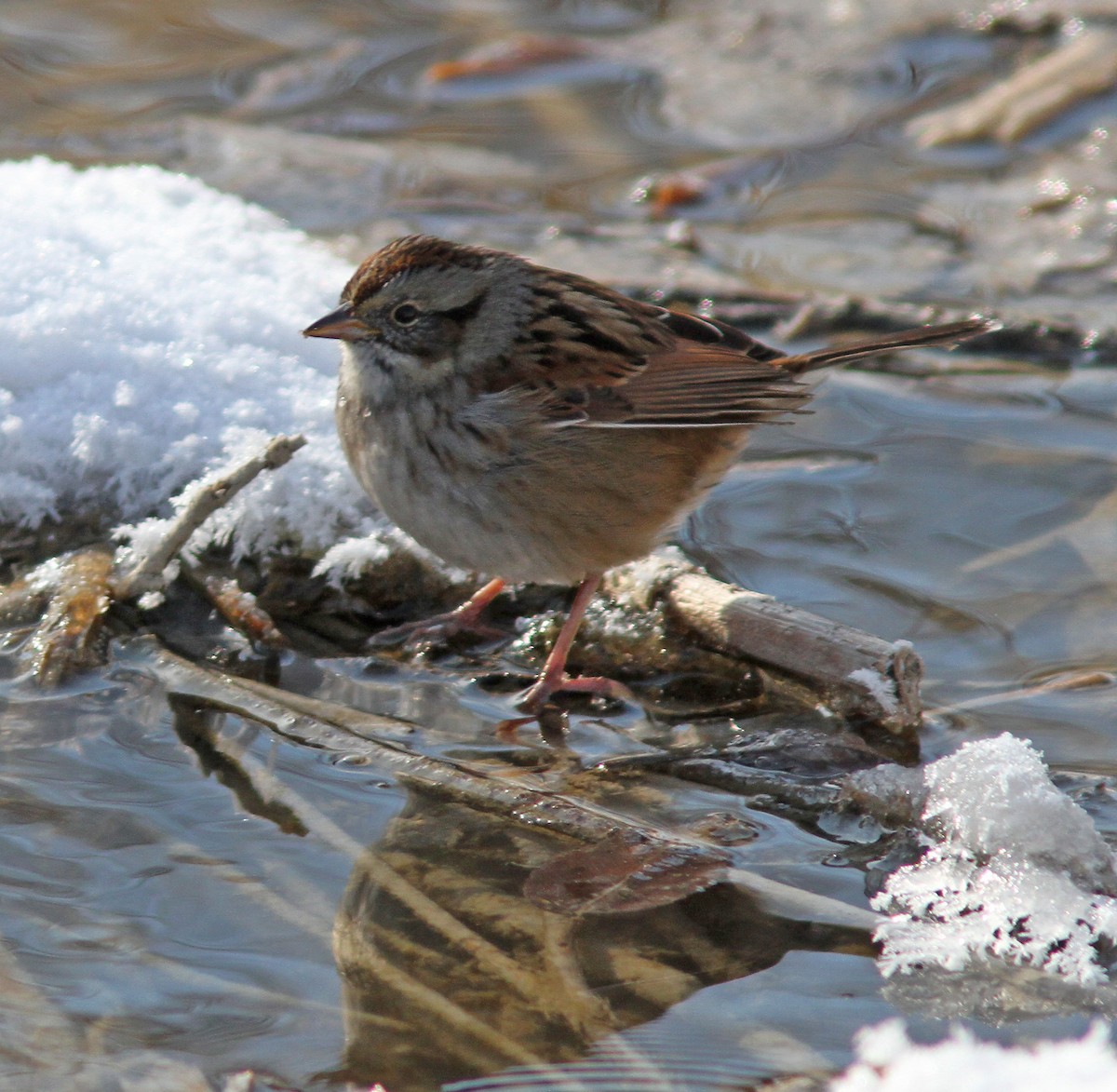 Swamp Sparrow - ML143215221