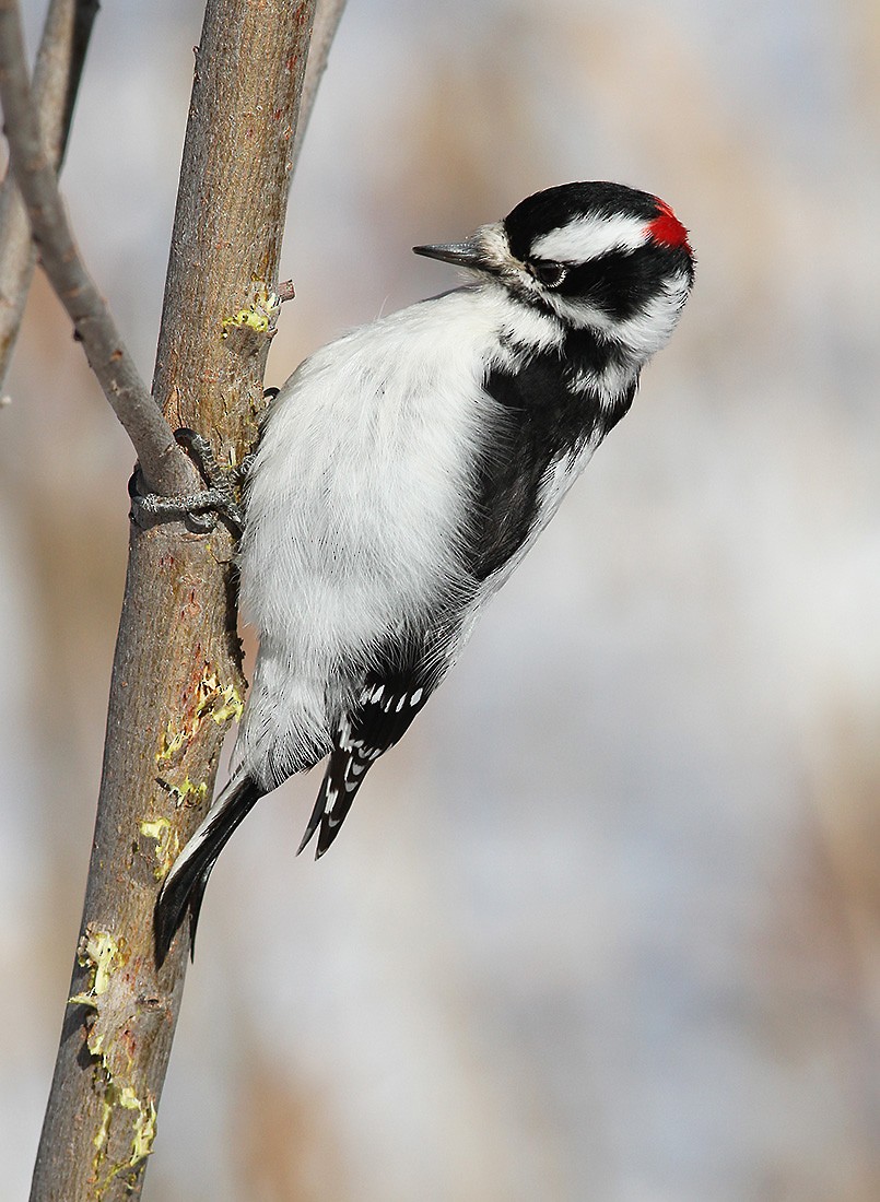 Downy Woodpecker (Rocky Mts.) - ML143216921