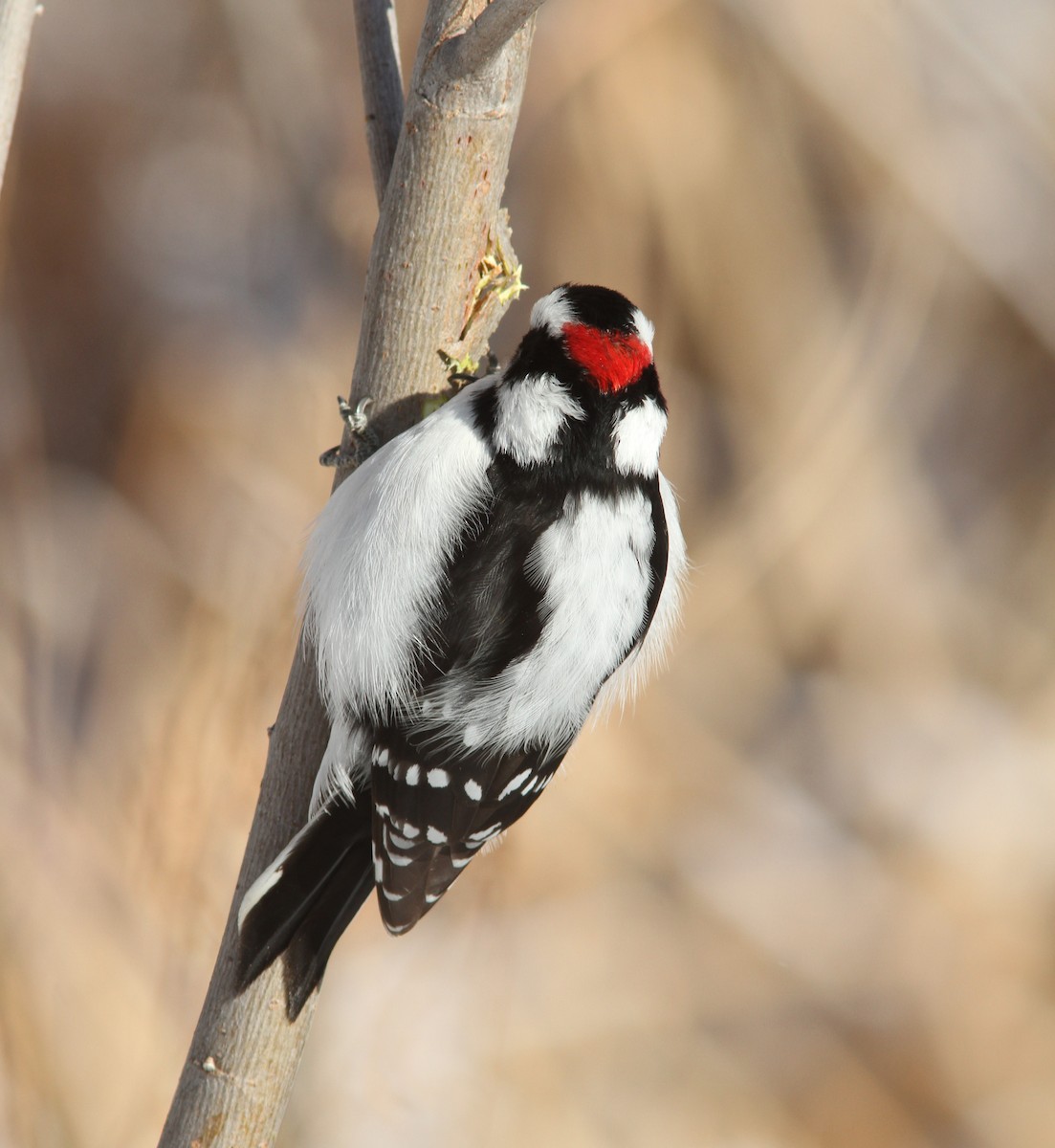 Downy Woodpecker (Rocky Mts.) - ML143217151