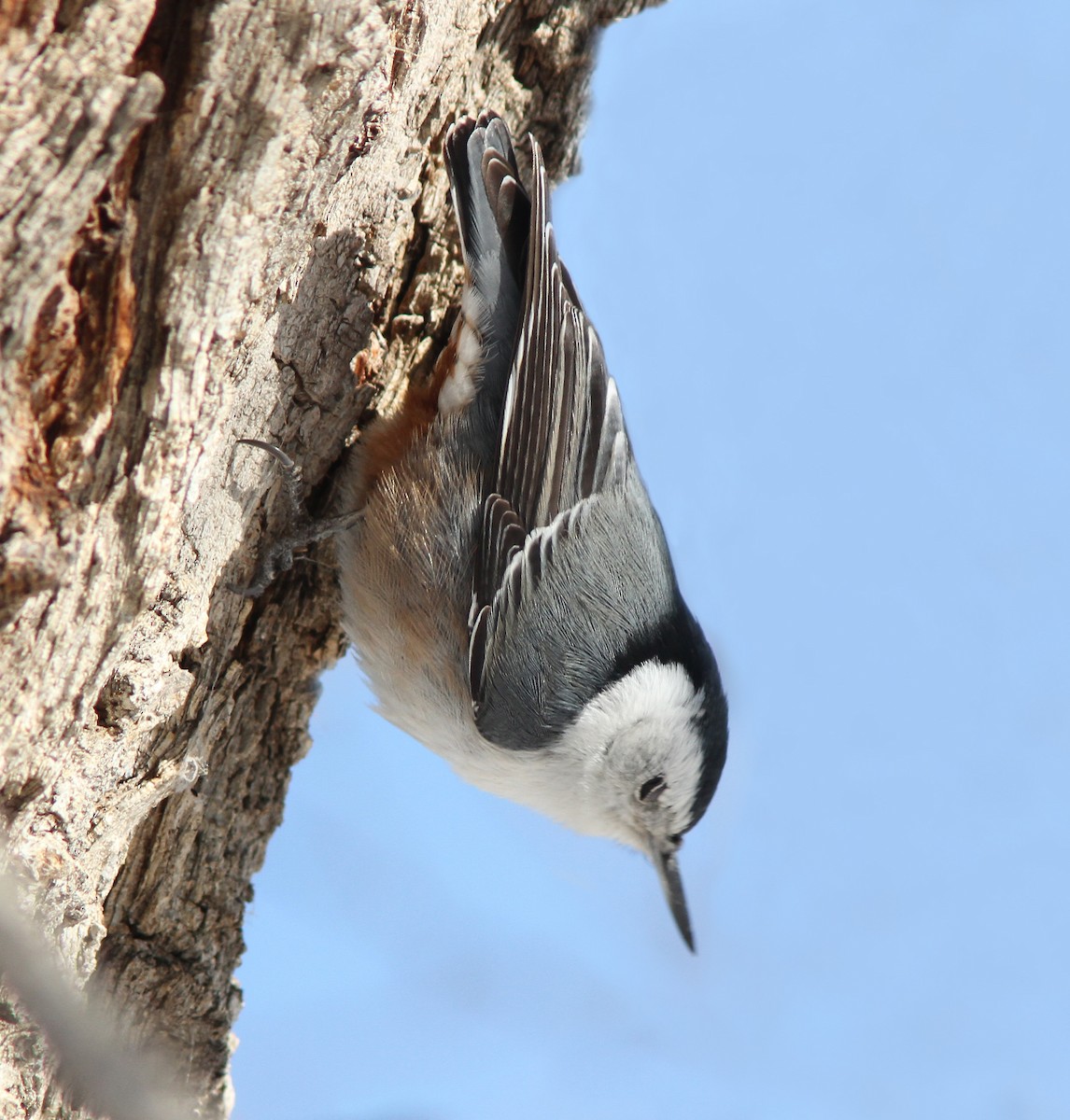 White-breasted Nuthatch - ML143218521