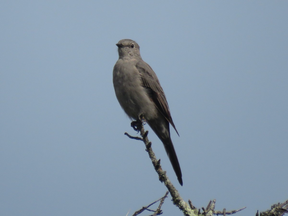 Townsend's Solitaire - Kent Fiala