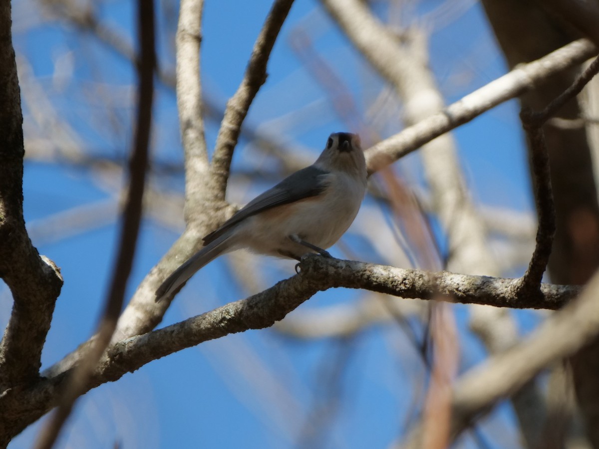 Tufted Titmouse - Mike Grant