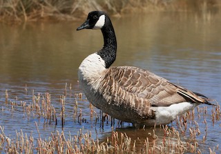 Canada Goose, ML143229001