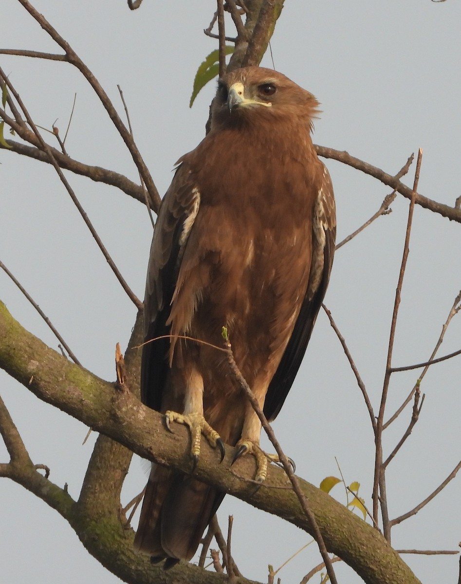 Indian Spotted Eagle - Sunil Thirkannad