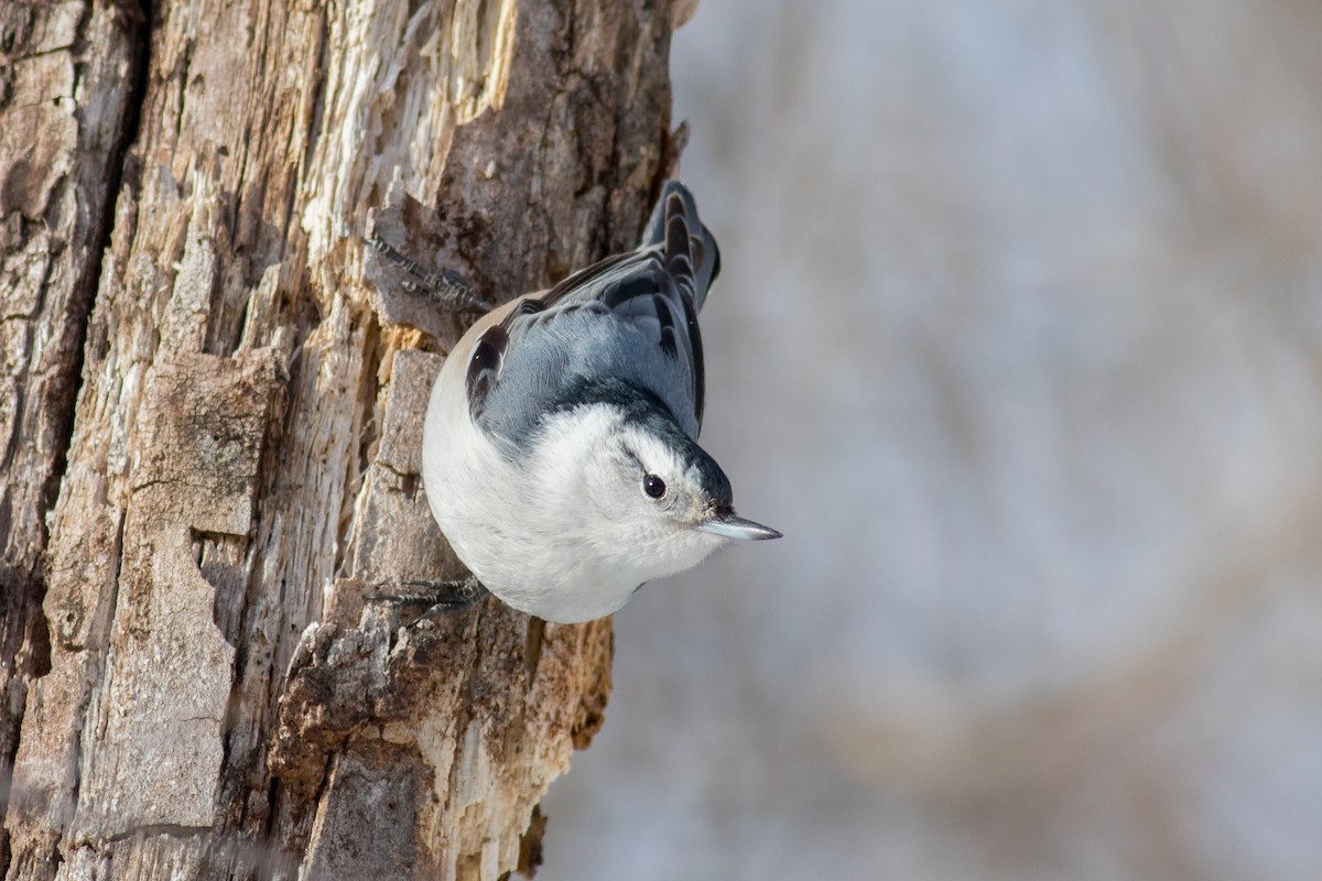 White-breasted Nuthatch - ML143232951