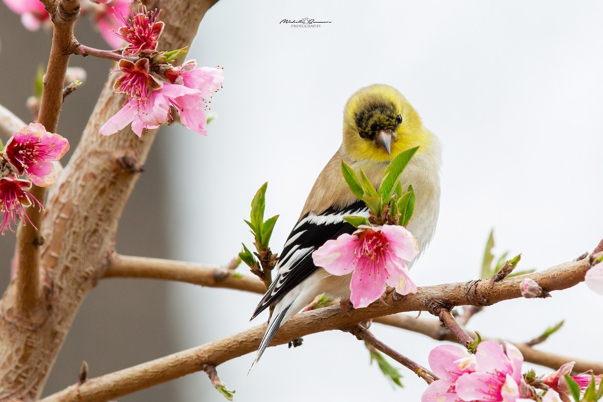 American Goldfinch - Michelle Summers
