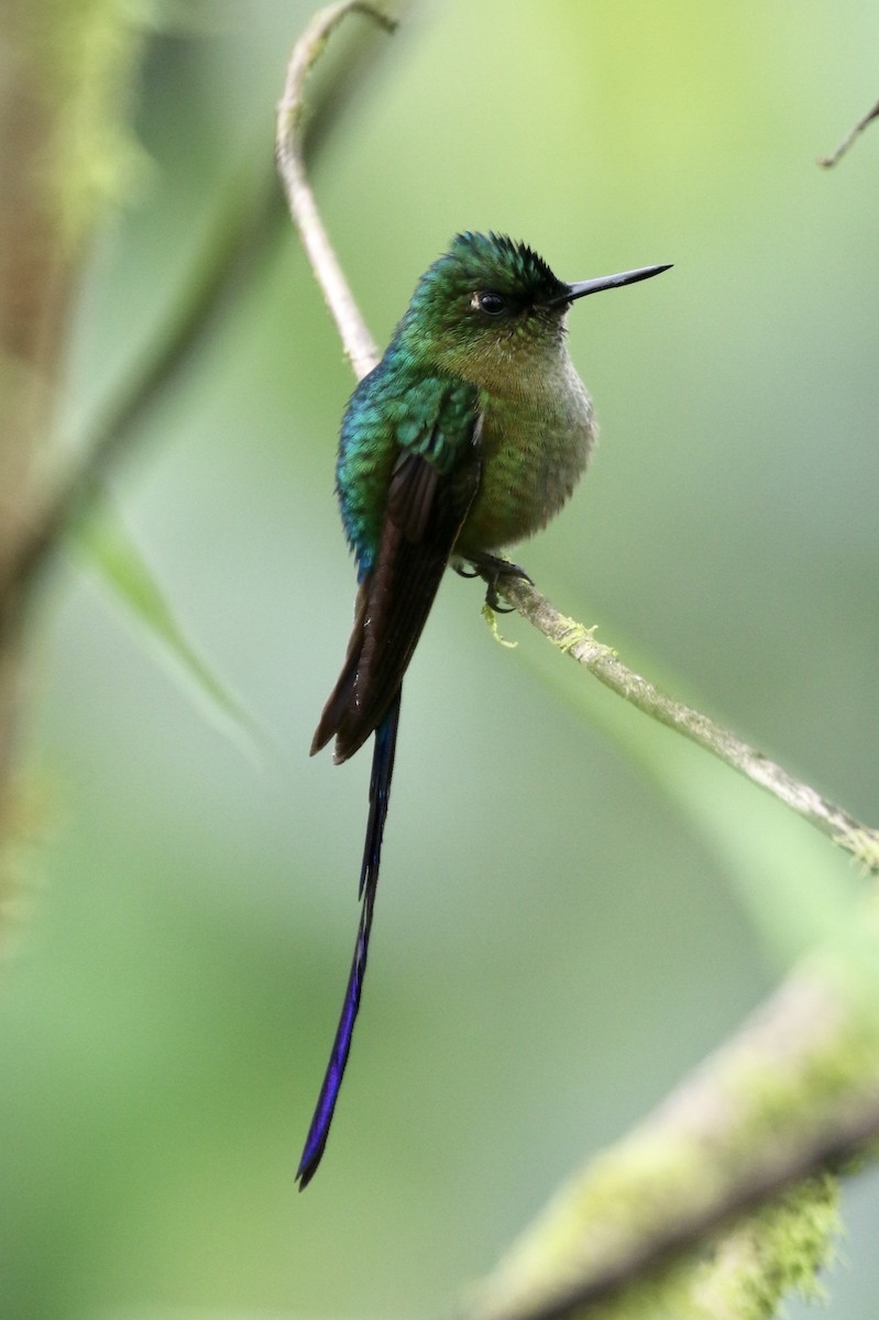 Violet-tailed Sylph - ML143234561