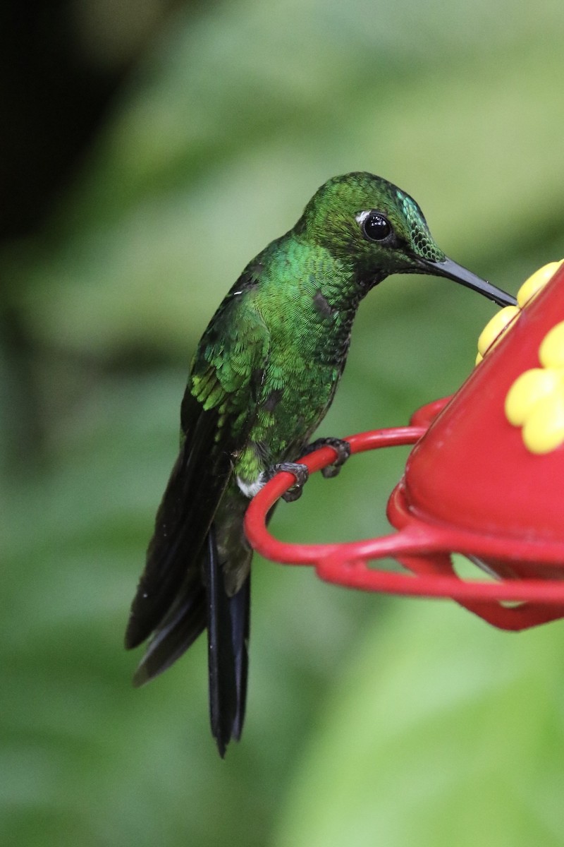 Green-crowned Brilliant - Arnold Skei