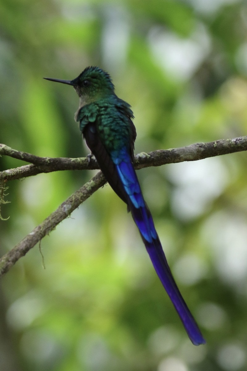 Violet-tailed Sylph - ML143235991