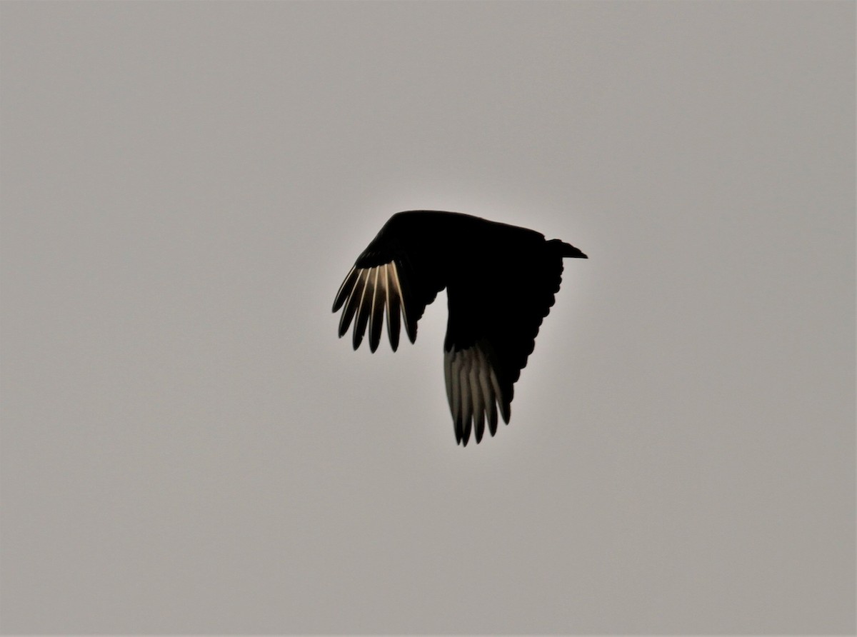 Black Vulture - ML143242331