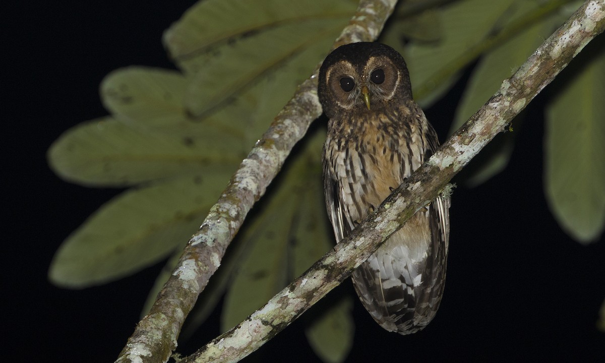 Mottled Owl - Zak Pohlen