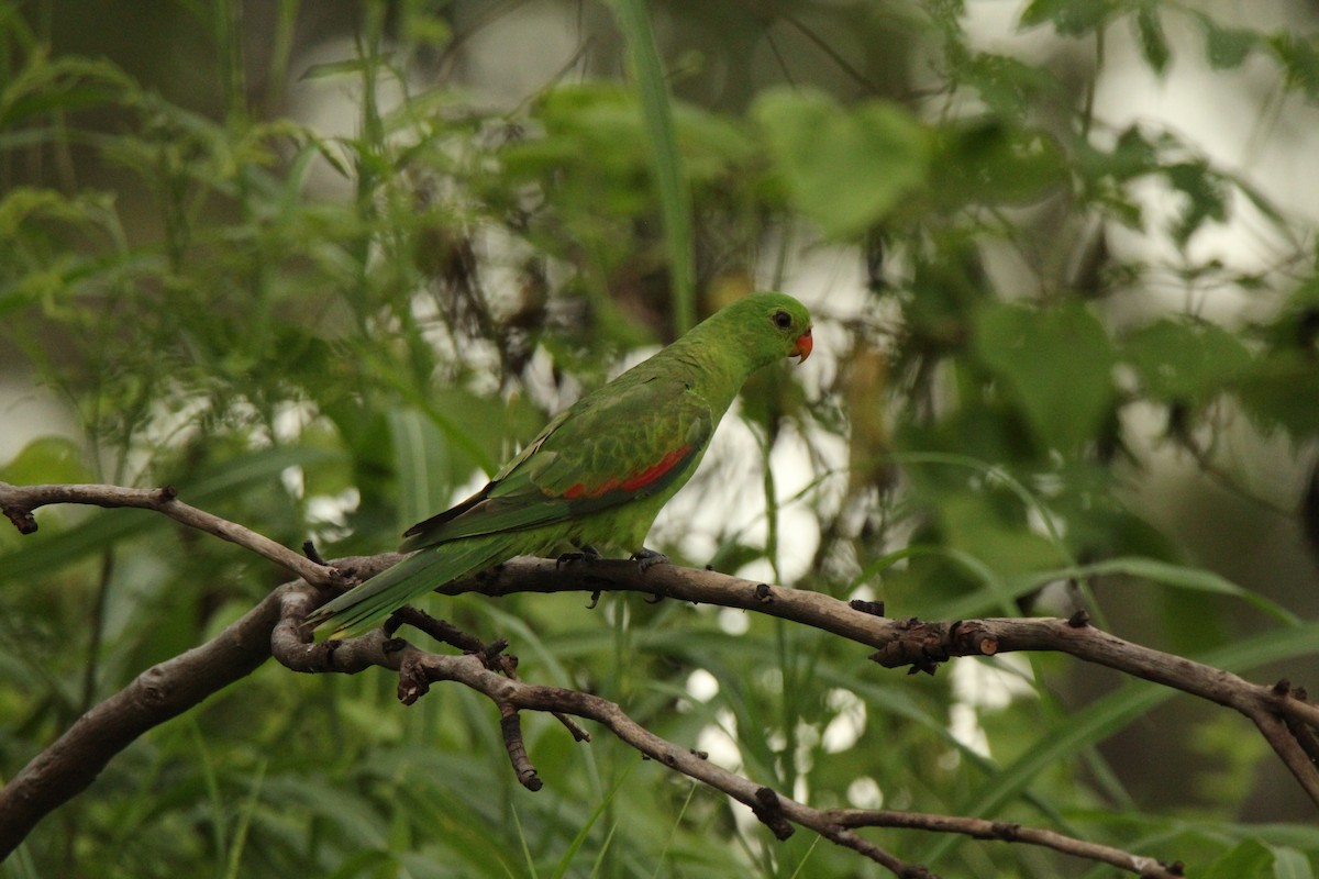 Red-winged Parrot - ML143245361