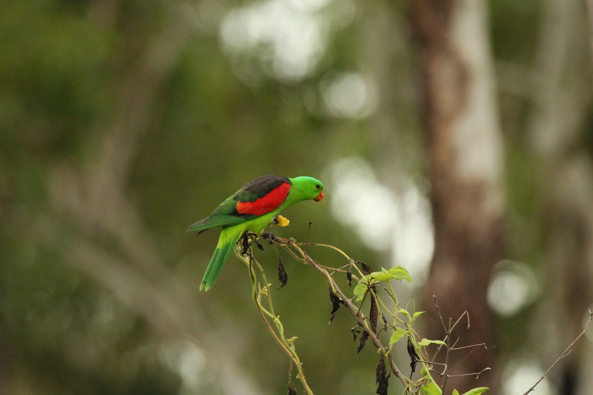Папужець-червонокрил австралійський - ML143245391