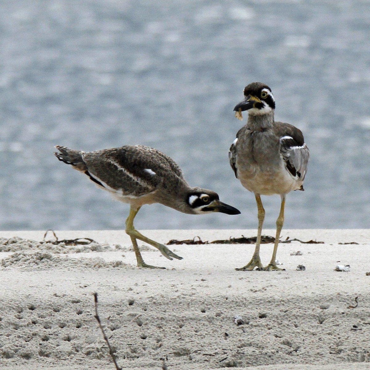 Beach Thick-knee - Russell Simpson