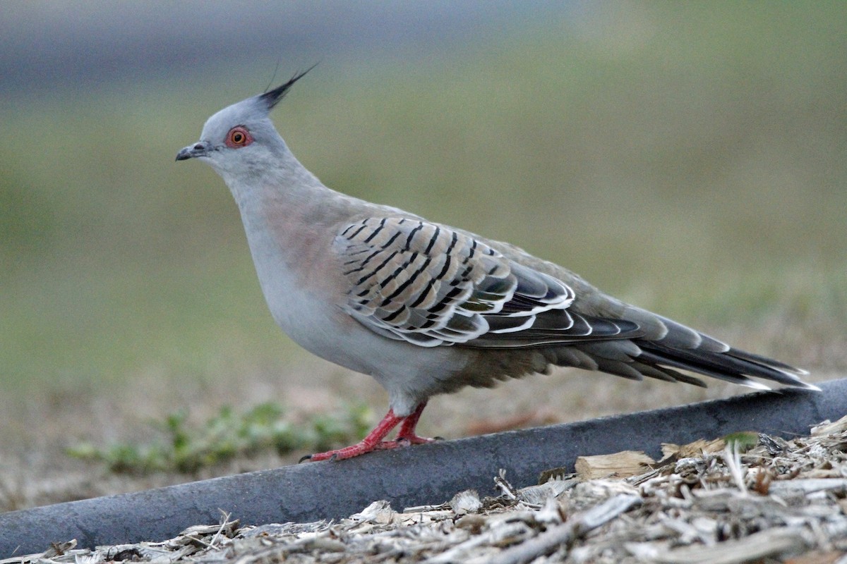 Crested Pigeon - ML143245891