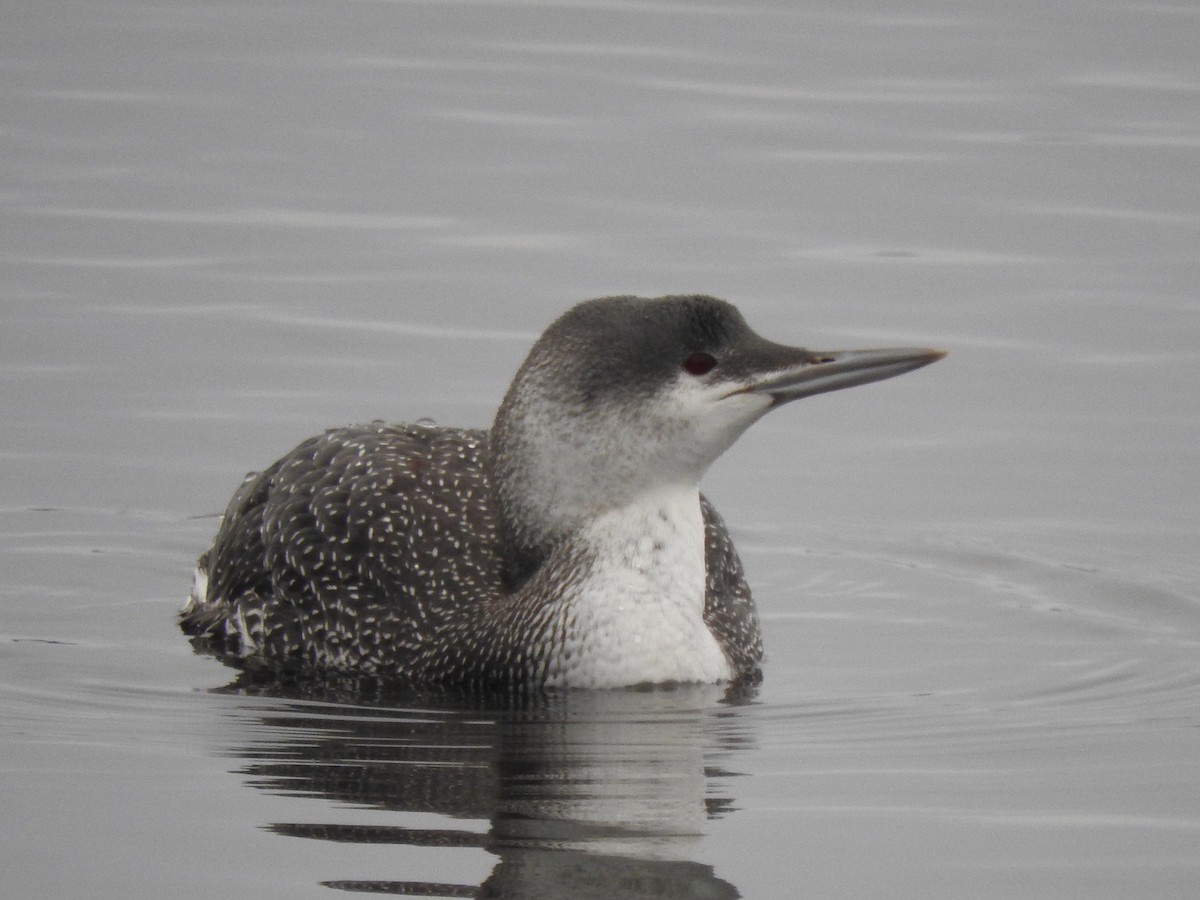 Red-throated Loon - ML143245911