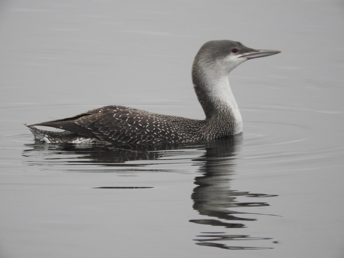 Red-throated Loon - ML143245961