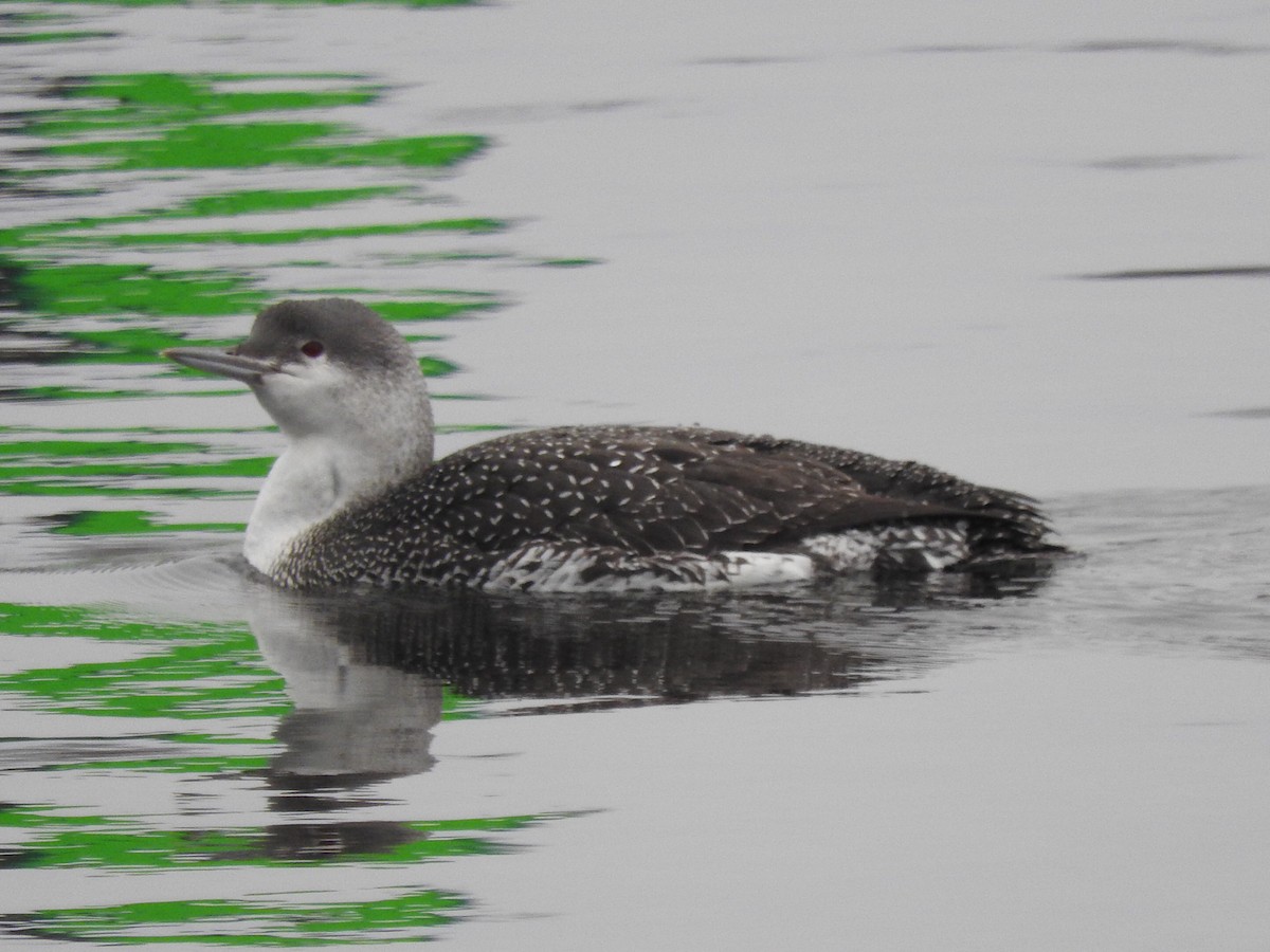Red-throated Loon - ML143245971