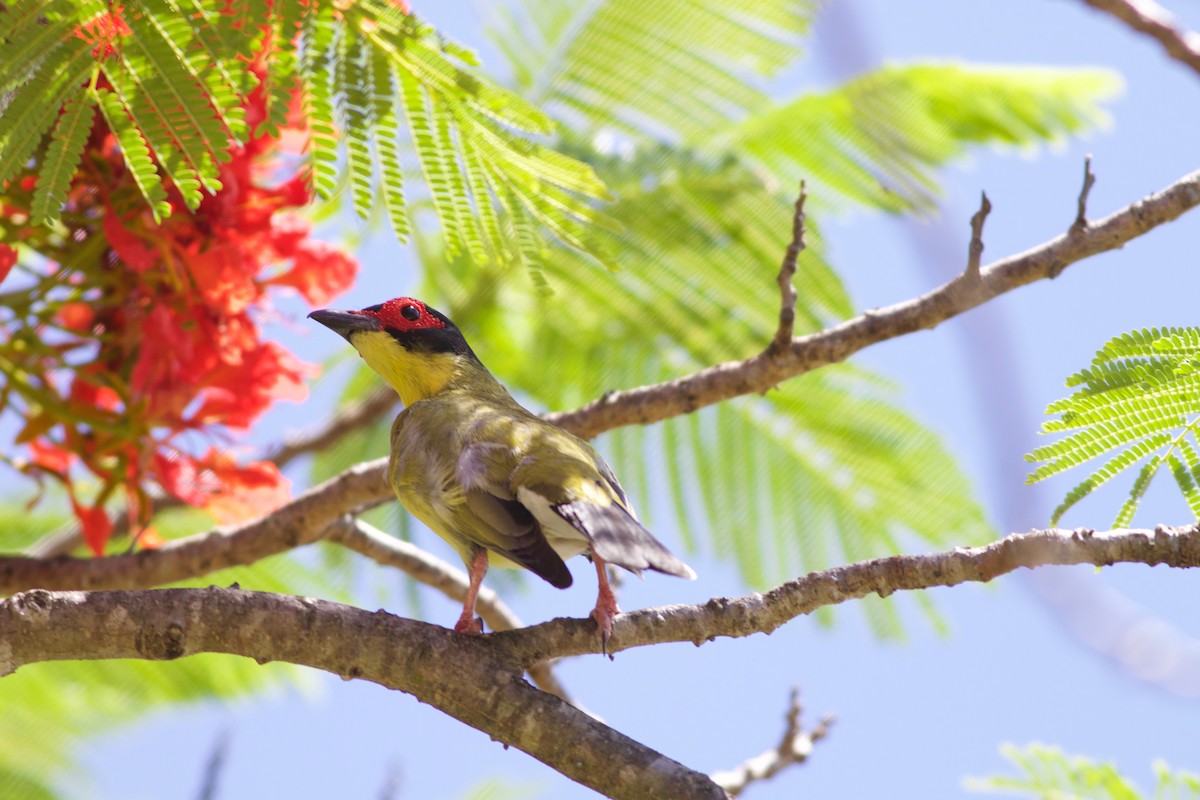 Australasian Figbird - Gary Brunvoll