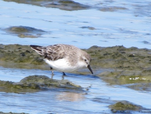 Red-necked Stint - Kevin Seymour