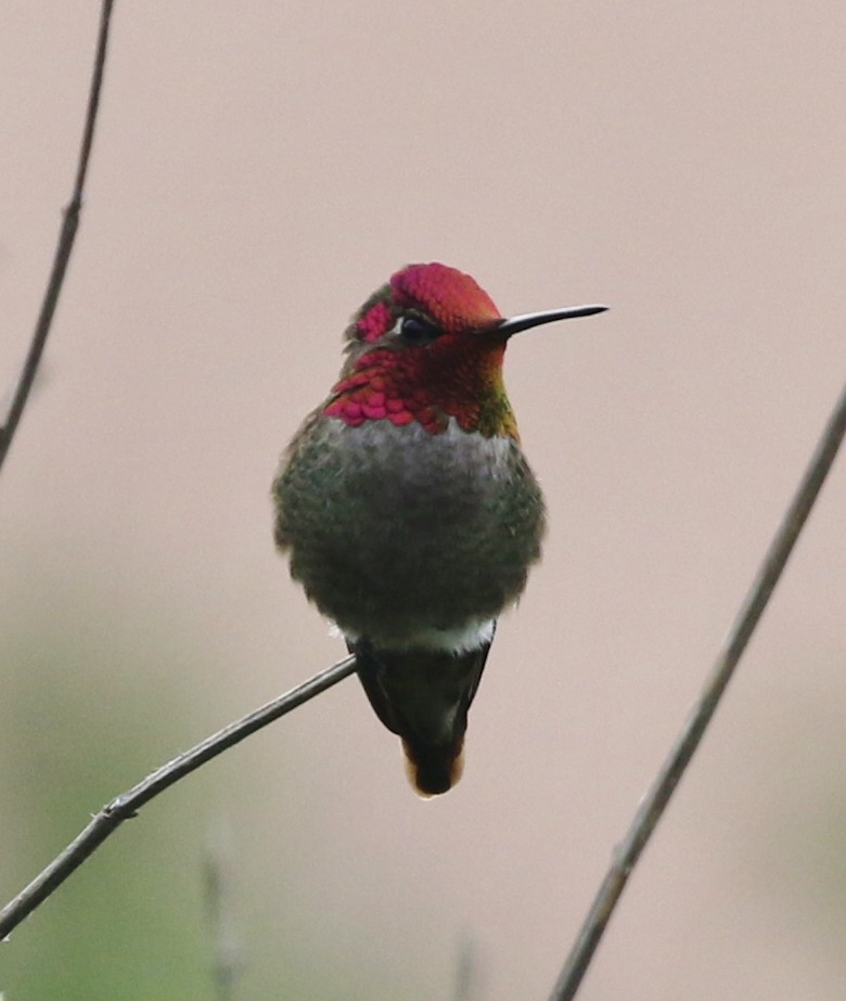 Anna's Hummingbird - ML143259191