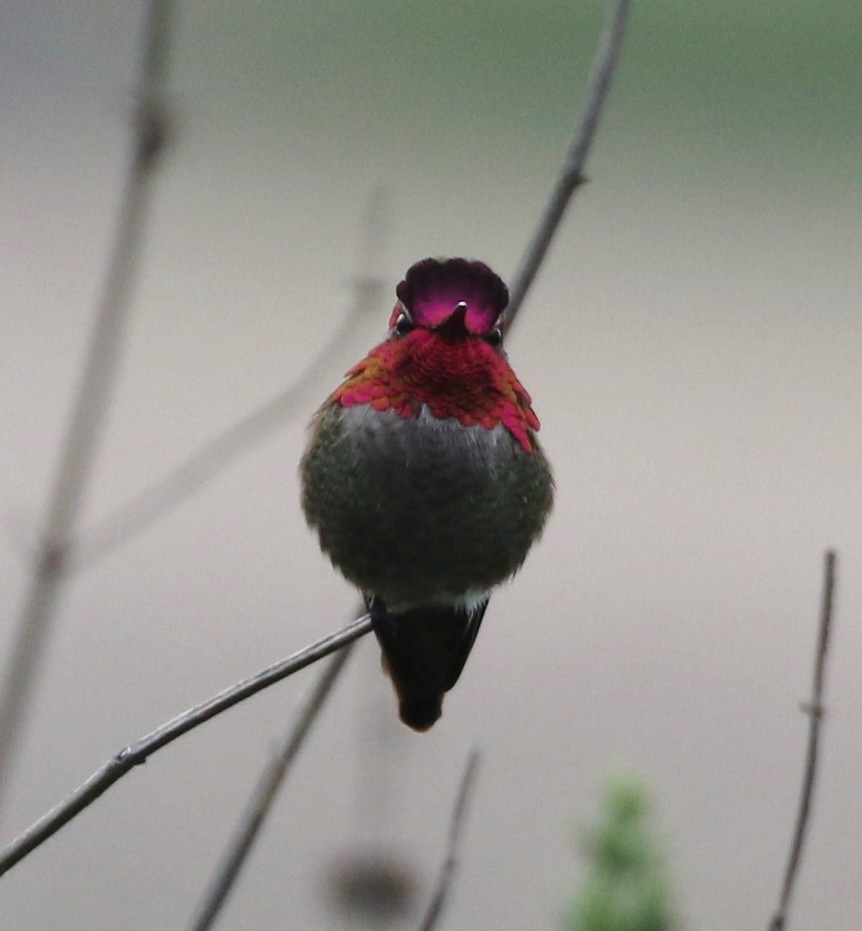 Anna's Hummingbird - Tom Benson