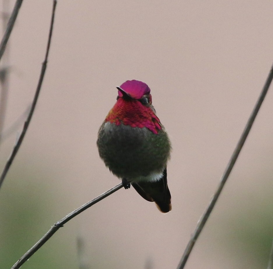 Anna's Hummingbird - ML143259211