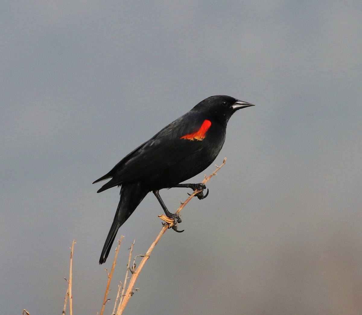 Red-winged Blackbird - ML143259401